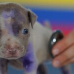 1554267147817_GT0257PSC.1-2